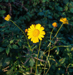 Close-up of yellow flowering plant on field