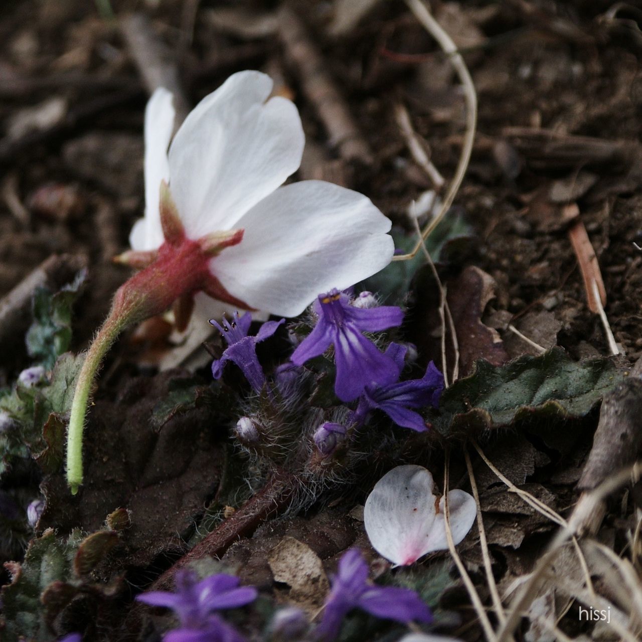 flower, fragility, petal, growth, freshness, close-up, flower head, nature, plant, beauty in nature, focus on foreground, blooming, stem, purple, field, in bloom, botany, selective focus, day, outdoors