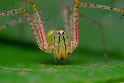 Close-up of spider