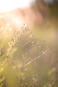 Close-up of flowering plant on field