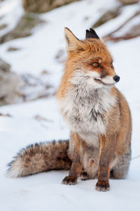 View of a fox looking away on snow