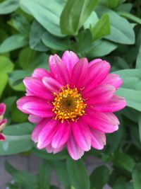 Close-up of pink flower