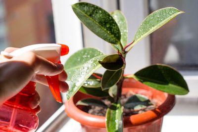 Cropped hand of person spraying water on potted plant at home