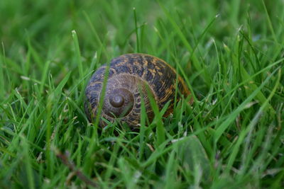 Close-up of shell on grass