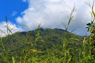 Plants growing on land against sky