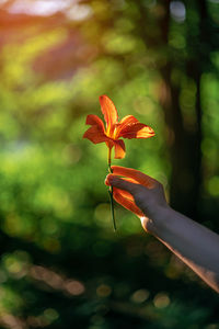 Close-up of hand holding orange flower