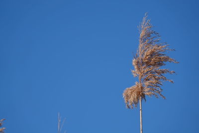 Low angle view of stalks against blue sky