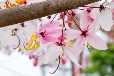 Close-up of pink cherry blossoms