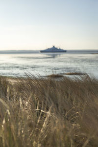 Denmark, romo, close-up of coastal grass with ferry in background