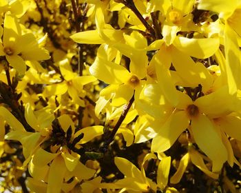 Close-up of yellow flowers