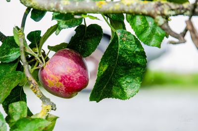 Close-up of strawberry growing on tree