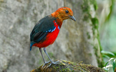 Close-up of bird perching on rock