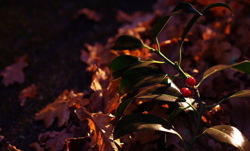 Detail shot of plants against blurred background