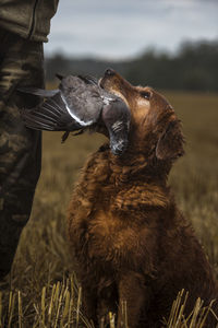 Hunting dog carrying dead bird