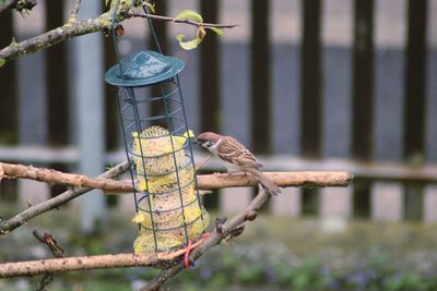 Close-up of bird perching on tree