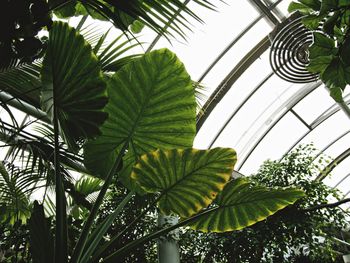 Low angle view of palm tree in greenhouse