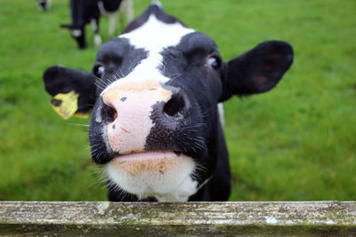 Close-up portrait of cow