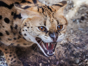 Close-up portrait of a cat