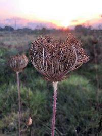 Close-up of wilted flower on field during sunset