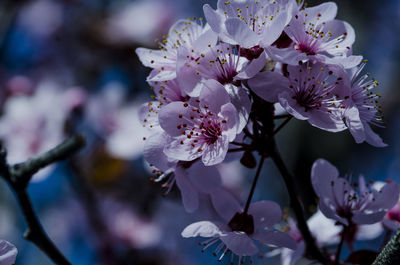 Close-up of cherry blossoms