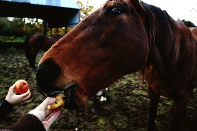 Close-up of hand feeding horse