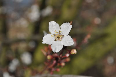 Close-up of white cherry blossoms