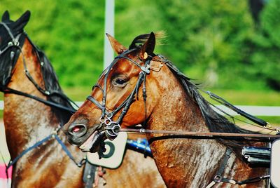 Horses standing outdoors