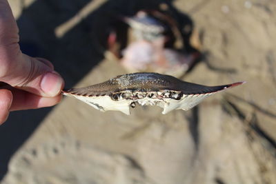 Cropped image of hand holding crab shell at beach