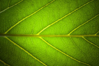 Green fresh leaf veins macro abstract texture nature background