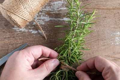 Close-up of hand holding plant