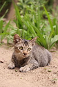 Portrait of cat relaxing on field