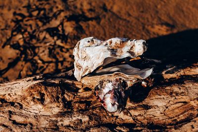 Close-up of animal skull on rock