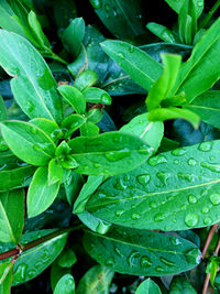 Close-up of wet plant leaves during rainy season