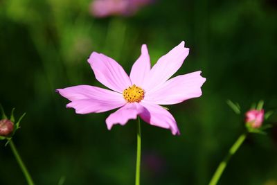 Close-up of pink flower