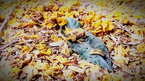 High angle view of autumn leaves on field