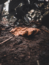 Close-up of dried autumn leaves