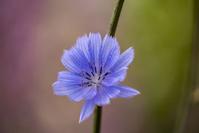 Close-up of purple flower