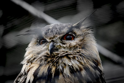 Close-up portrait of owl