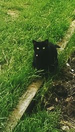 domestic animals