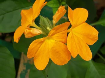 Close-up of yellow flowers