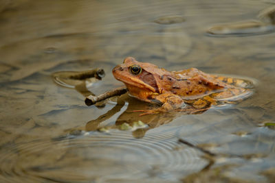 Close-up of frog in water