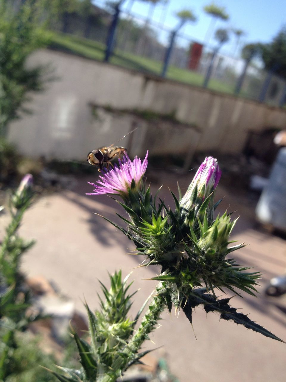 flower, growth, plant, purple, focus on foreground, fragility, freshness, beauty in nature, nature, close-up, palm tree, selective focus, leaf, blooming, thistle, outdoors, sunlight, day, stem, no people