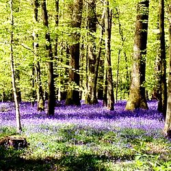 Trees in a forest