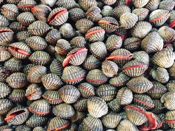 Cockles for sale at fish market