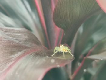 Close-up of insect on flower