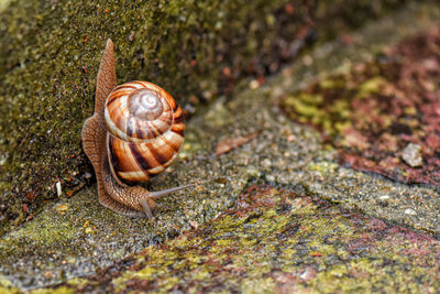 Close-up of snail on ground