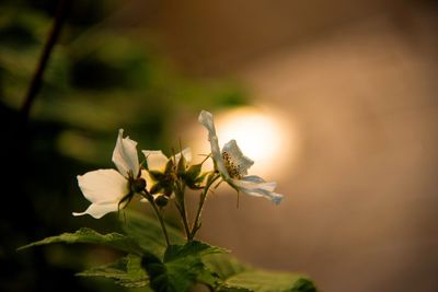 Close-up of white flowering plant