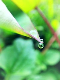 Close-up of raindrops on leaf