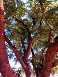 Low angle view of trees in forest during autumn