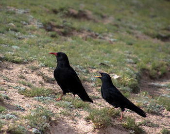 Black bird perching on a field